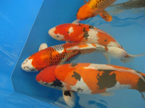 carpe koi giapponesi carpe koi giapponesi