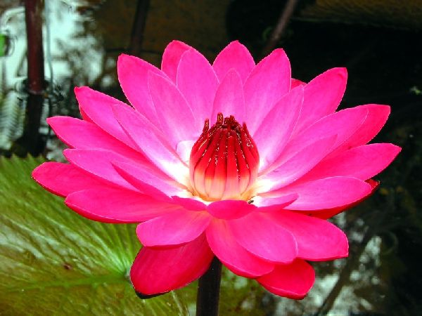 koi fior di loto koi fior di loto