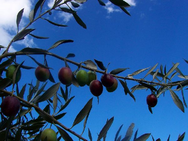 ciocco di olivo ciocco di olivo