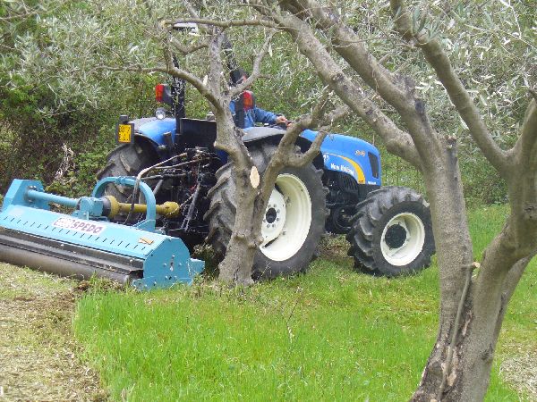 lavorazione uliveti lavorazione uliveti