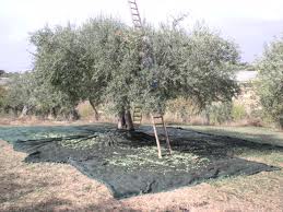 raccolta olive raccolta olive
