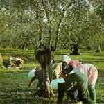 raccolta olive raccolta olive