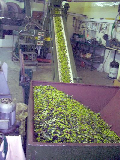 fase di lavaggio-defogliazione olive fase di lavaggio-defogliazione olive