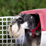 Il trasportino per cani: il compagno ideale per viaggiare con il tuo amico a 4 zampe