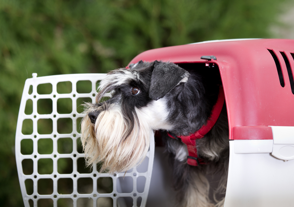 Il trasportino per cani: il compagno ideale per viaggiare con il tuo amico a 4 zampe