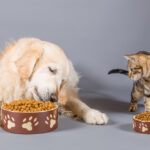 Dalla ciotola al benessere: la nutrizione di cani e gatti richiede scelte consapevoli
