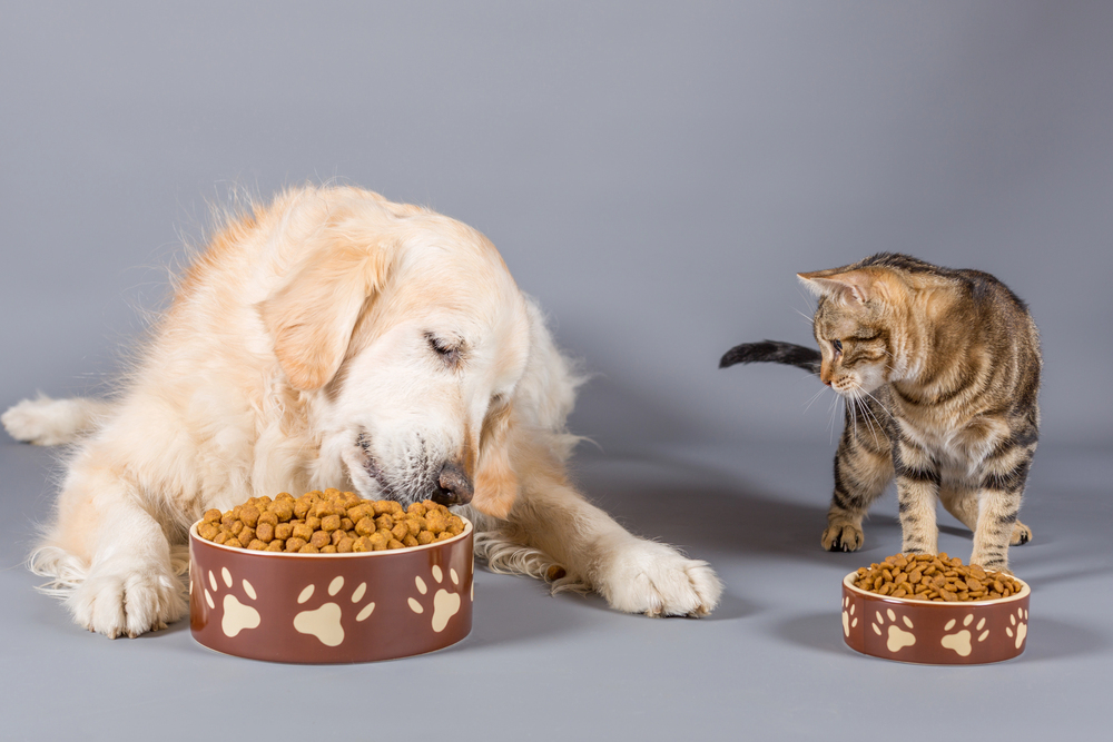 Dalla ciotola al benessere: la nutrizione di cani e gatti richiede scelte consapevoli